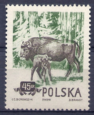 1954 r. Fi 743** niekatalogowany