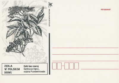 bez. Gdańsk 1998.II.05 - zioła dziki bez czarny