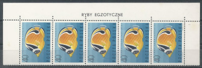 luzak ZC 1602 pasek